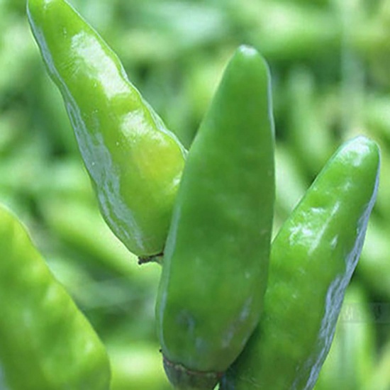 Ớt xiêm tươi, an toàn VietGAP